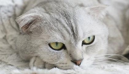 桐城伴游,定制QQ:3494206190微信:act1322